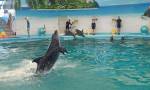 Dolphin bay phuket 3.jpg